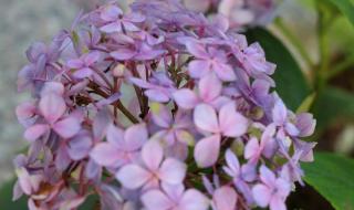 绣球花为什么不吉利